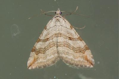 <i>Aplocera efformata</i>