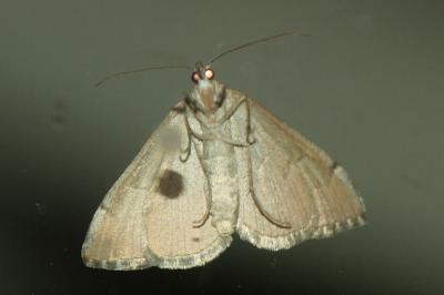<i>Aplocera efformata</i>