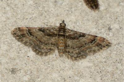<i>Gymnoscelis rufifasciata</i>