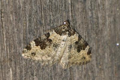 <i>Xanthorhoe fluctuata</i>