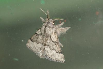 <i>Trichiura crataegi</i>