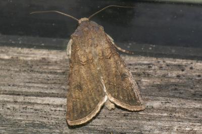 <i>Agrotis segetum</i>