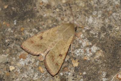 <i>Helicoverpa armigera</i>