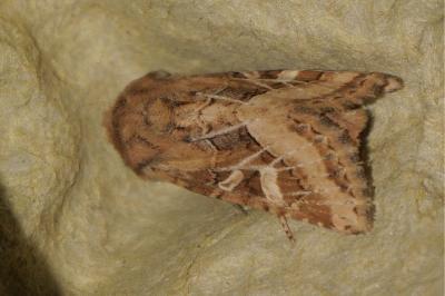 <i>Luperina dumerilii</i>