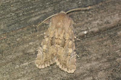 <i>Luperina testacea</i>