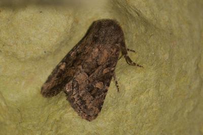 <i>Luperina testacea</i>