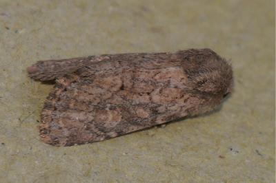 <i>Luperina testacea</i>