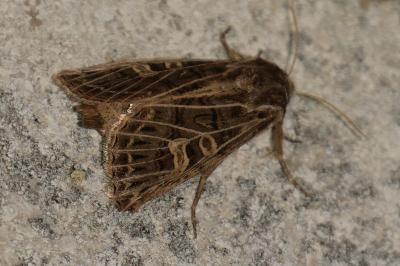 <i>Tholera decimalis</i>