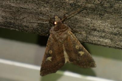 <i>Xestia xanthographa</i>