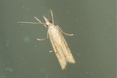 <i>Agriphila geniculea</i>