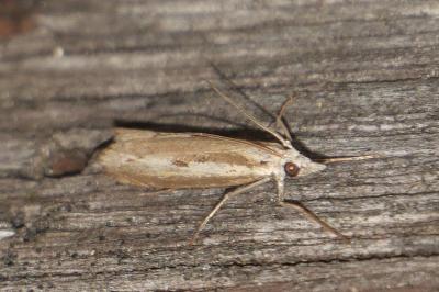 <i>Agriphila geniculea</i>