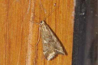 <i>Loxostege sticticalis</i>