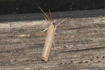 <i>Pediasia contaminella</i>