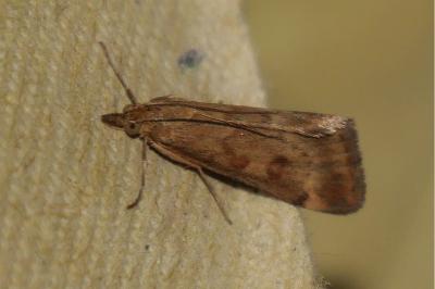 <i>Pyrausta despicata</i>