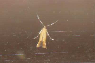 <i>Coptotriche marginea</i>