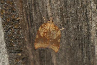<i>Acleris rhombana</i>