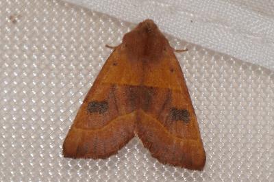 <i>Atethmia centrago</i>