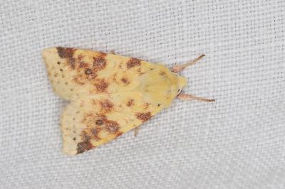 <i>Cirrhia icteritia</i>