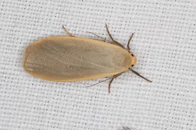 <i>Collita griseola</i>