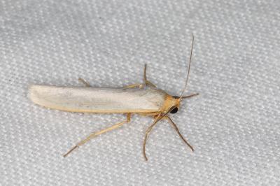 <i>Eilema caniola</i>