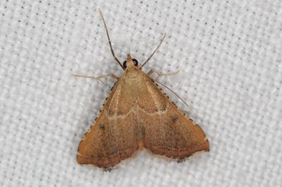 <i>Endotricha flammealis</i>