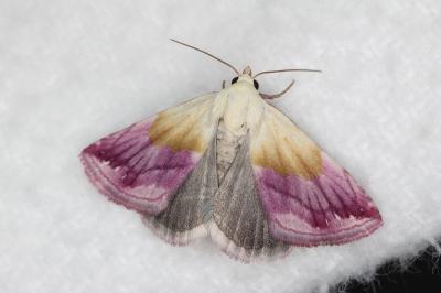 <i>Eublemma purpurina</i>
