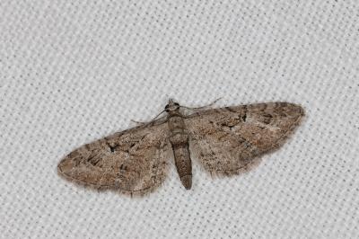 <i>Eupithecia pusillata</i>