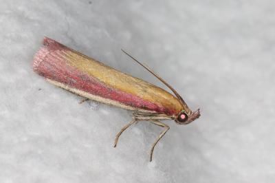 <i>Oncocera semirubella</i>