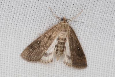 <i>Parapoynx stratiotata</i>