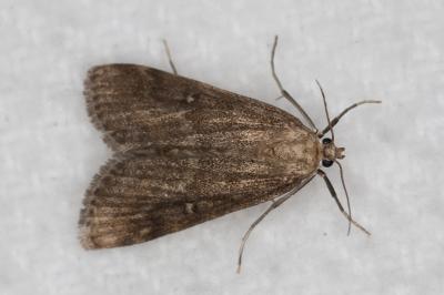<i>Parapoynx stratiotata</i>