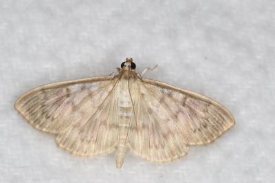 <i>Patania ruralis</i>