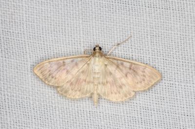<i>Patania ruralis</i>