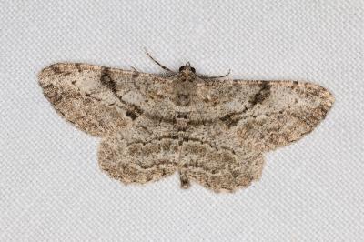 <i>Peribatodes rhomboidaria</i>