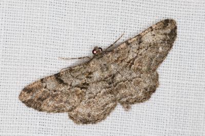<i>Peribatodes rhomboidaria</i>