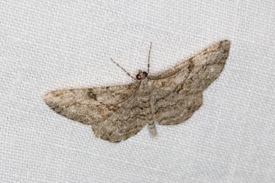 <i>Peribatodes rhomboidaria</i>