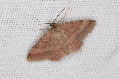 <i>Scopula rubiginata</i>