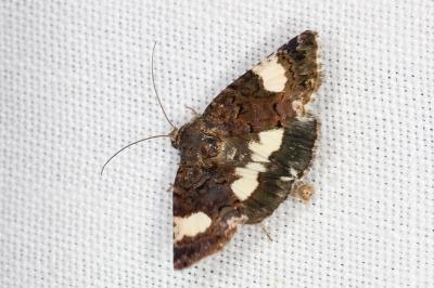 <i>Tyta luctuosa</i>