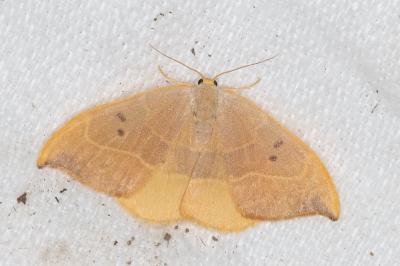 <i>Watsonalla binaria</i>
