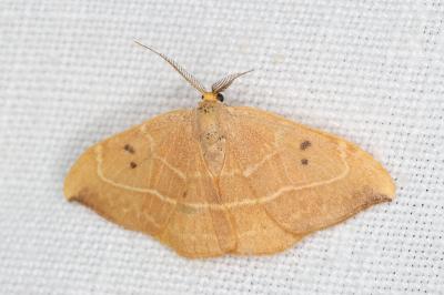 <i>Watsonalla binaria</i>