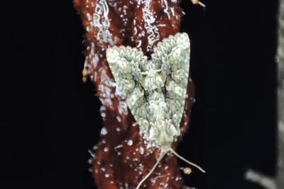 <i>Dryobotodes eremita</i>