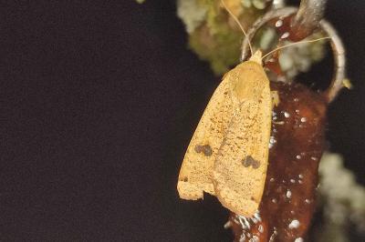 <i>Noctua pronuba</i>
