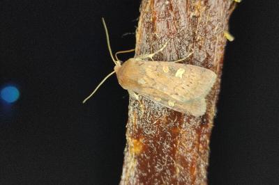 <i>Xestia xanthographa</i>