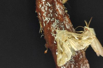 <i>Autographa gamma</i>