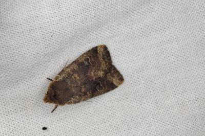 <i>Conistra erythrocephala</i>