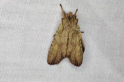 <i>Lithophane socia</i>