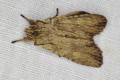 <i>Lithophane socia</i>