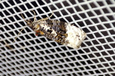 <i>Apotomis betuletana</i>