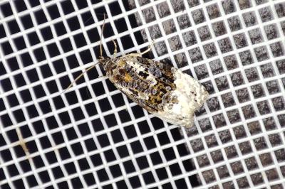 <i>Apotomis betuletana</i>