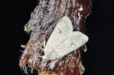 <i>Xestia castanea</i>