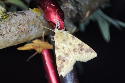 <i>Cirrhia icteritia</i>